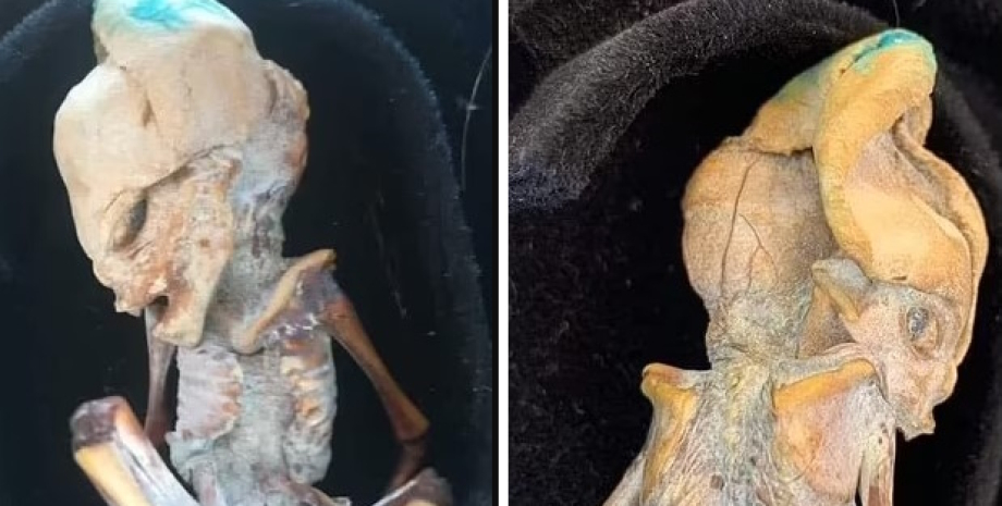 гуманоид, крошечный скелет, скелет из колумбии