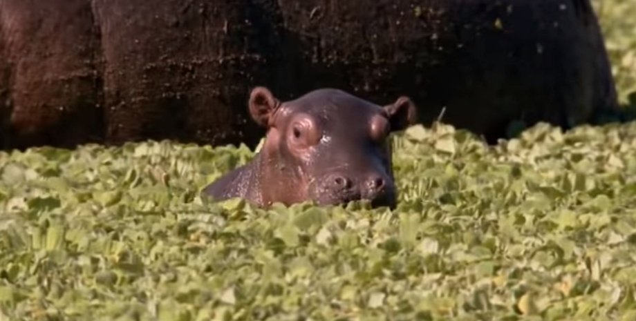 Фото: Скриншот