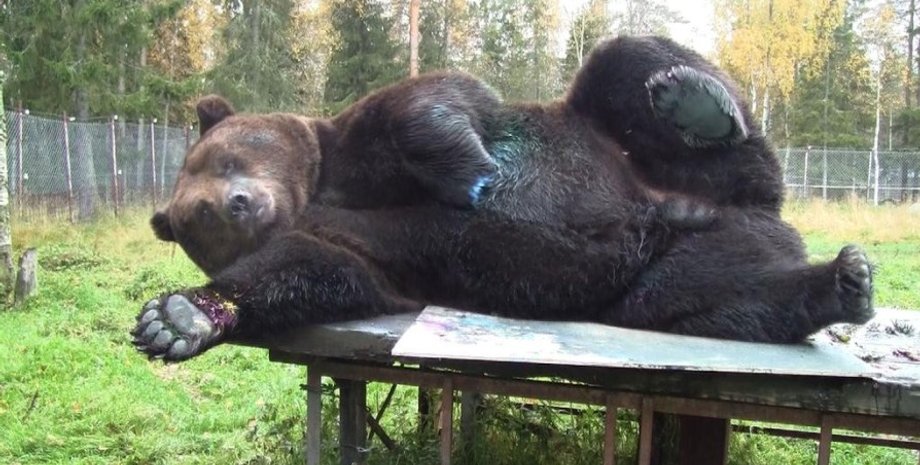 Медведь Юусо из Куусамо / Фото: kaleva.fi