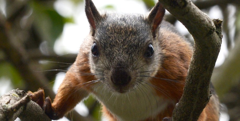 фото, белка, 2021