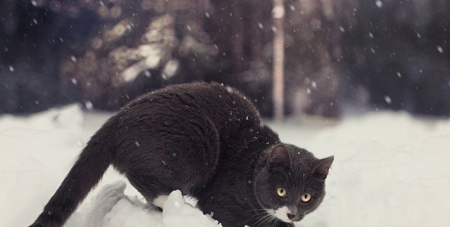 погода в Украине, мороз в Киеве, температура в Украине, ветер в Украине