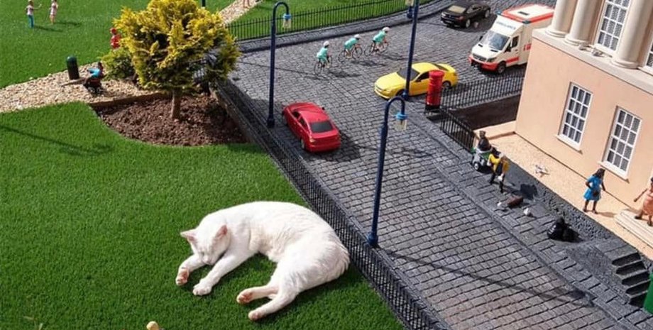 кот, лужайка, спящий кот