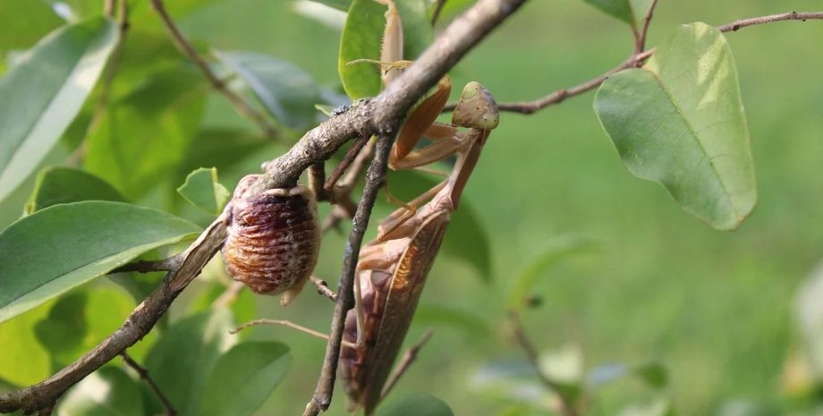 инвазивный богомол