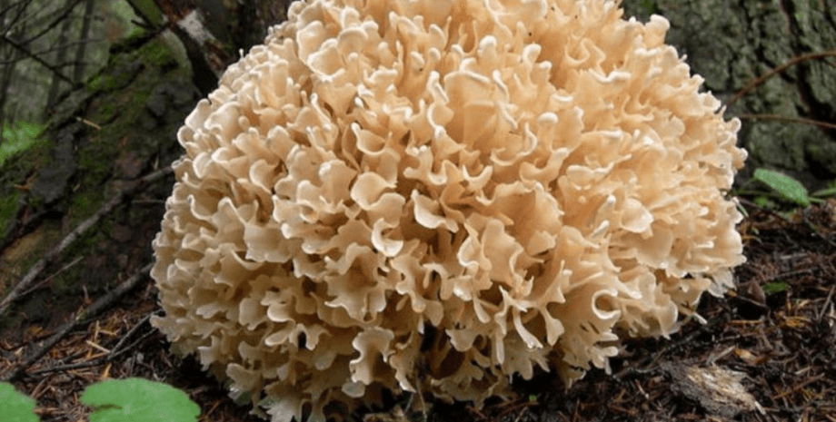 гриб-баран, черниговщина, баранья голова, грифола кучерявая