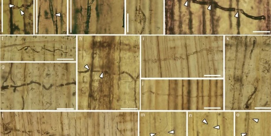 доісторичний стародавній гриб