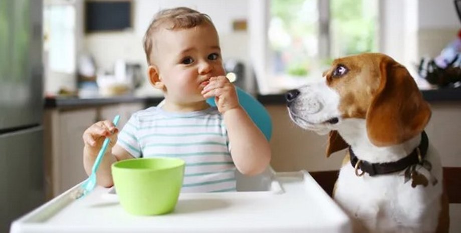 собака ребенок