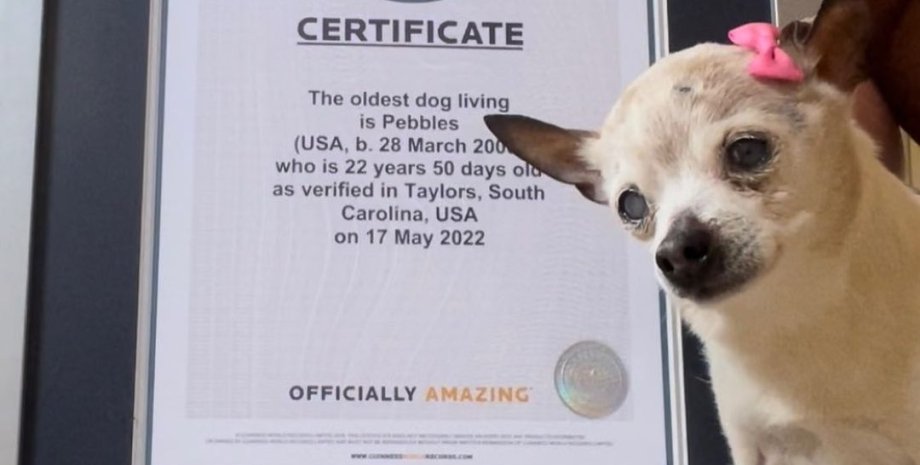 найстаріший собака у світі, пебблз, той фокстер'єр, рекорд гіннеса