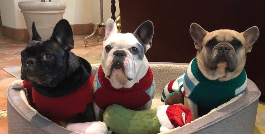 бульдоги, Леди Гага, собаки