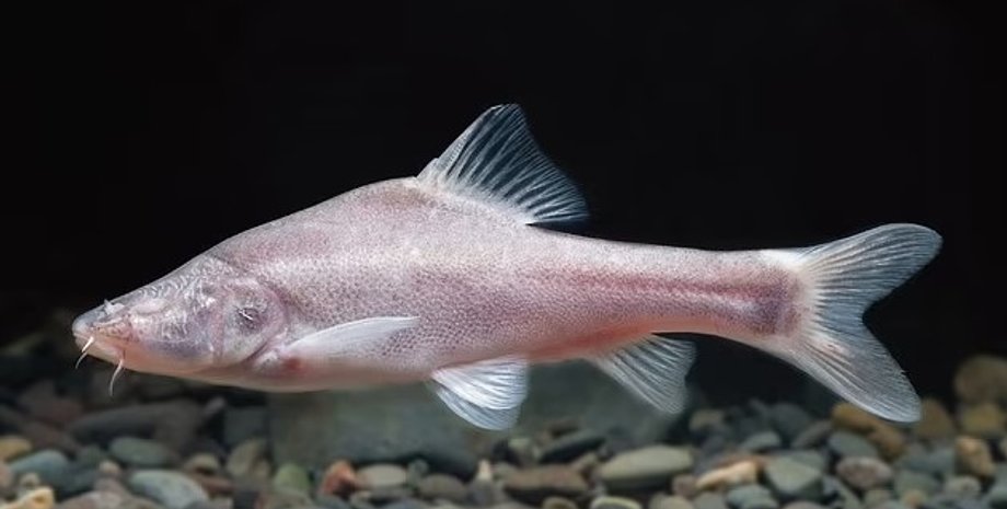 риби, вусань із золотою лінією