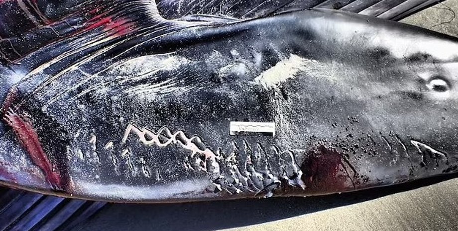 кит, финвал, сельдяной кит