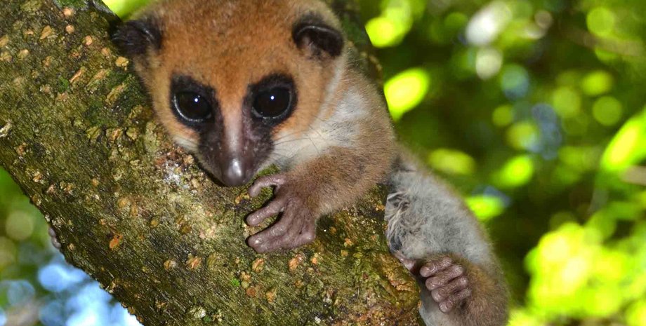 Фото: EE Louis Jr./ Omaha's Henry Doorly Xoo and Aquarium