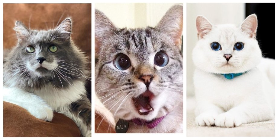коти, Instagram, соцмережі