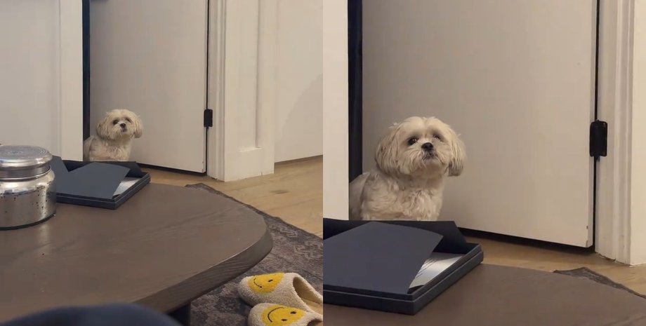 Собака не пробачив запізнення жінці: реакція улюбленця підірвала мережу