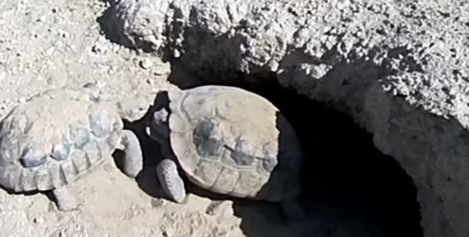 черепаха Мохаве Макс