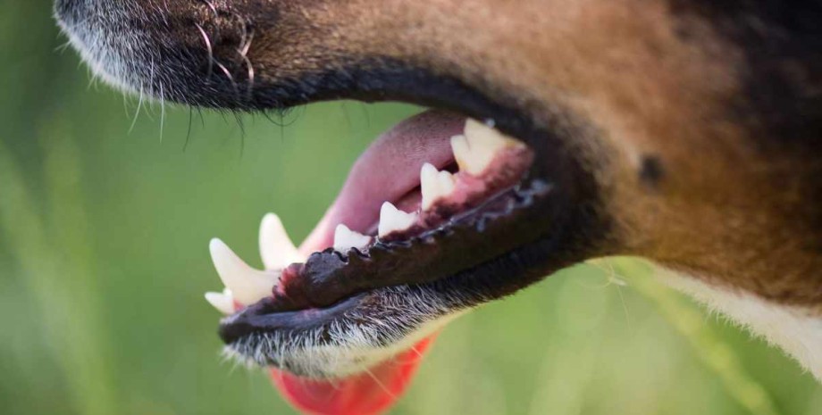 Собака Собака