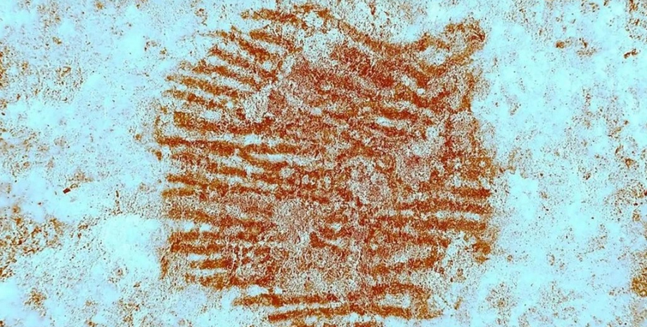 неандерталец отпечаток пальца неандерталец отпечаток пальца