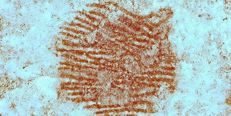 неандерталец отпечаток пальца