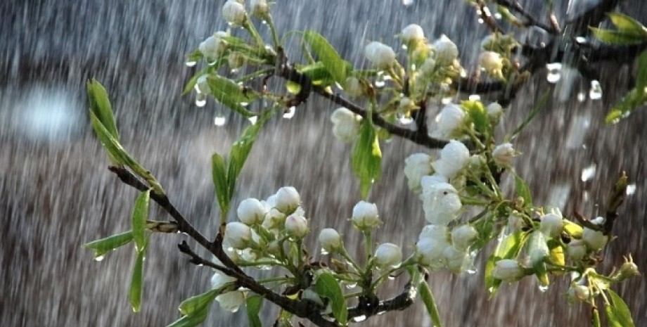 весна, квіти, дерева, дощ, фото