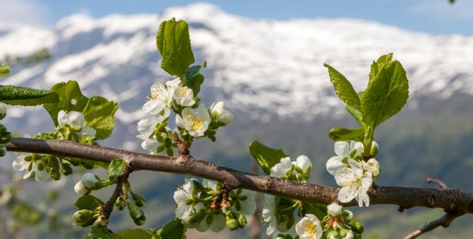 Цветущая ветка, цветы, горы, весна, погода, прогноз погоды, Украина