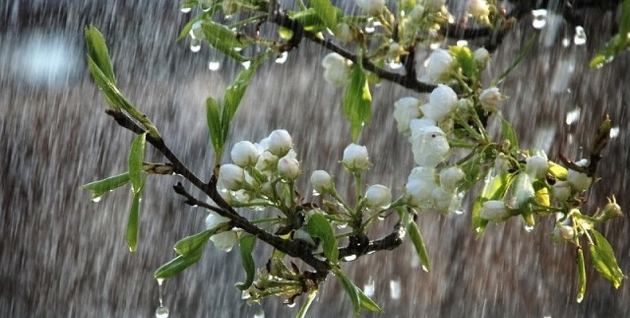 дождь, весенний дождь, весна