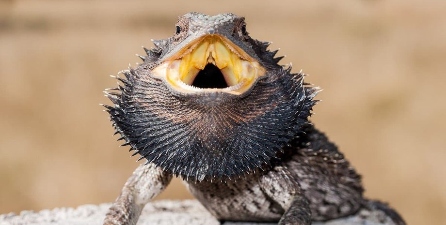 бородата агама, рептилія, ящірка