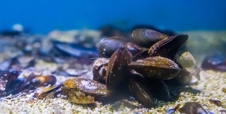 молюски, мідії, мідії якість води, молюски якість води