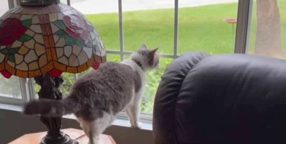 Кошка лает, кот как собака, кошка из TikTok, лающая кошка видео, кошки и собаки, кошка копирует собаку, вирусное видео с котом, кошка охраняет дом