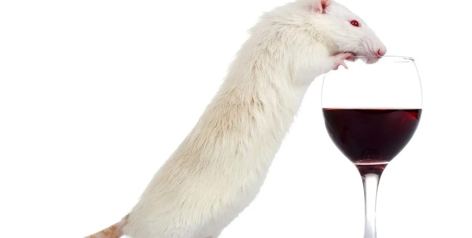 мыши, алкоголь