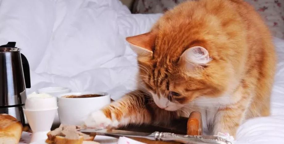 Кот пытался украсть завтрак своей хозяйки и попал на видео, курьезный ролик, приколы, интересности, смешные истории