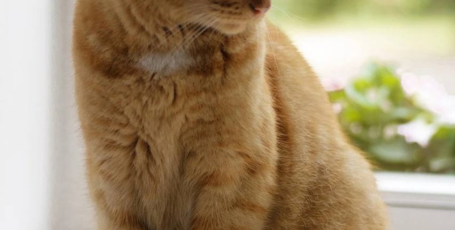 Кот Ося из Музея Анны Ахматовой в Санкт-Петербурге