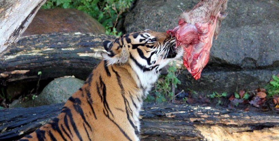 Пожертва - частина програми з відтворення природного харчового ланцюга