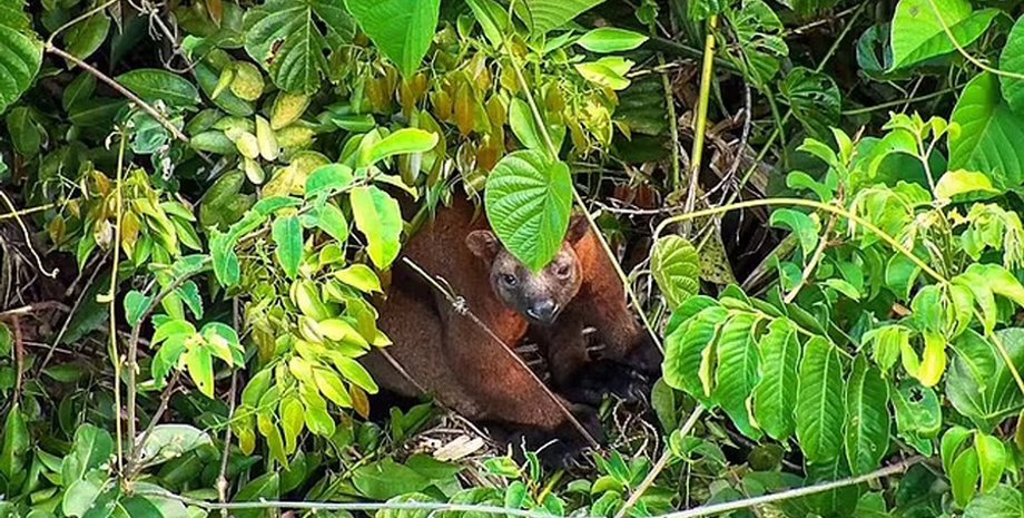 кенгуру, древесный кенгуру, кенгуру беннетта