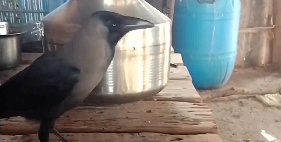 Ворона, що говорить, птах, що говорить, птах говорить, ворона говорить людським голосом, птах здивував людей, жінка доглядала за вороною,