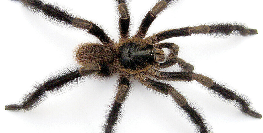 Trichopelma grande