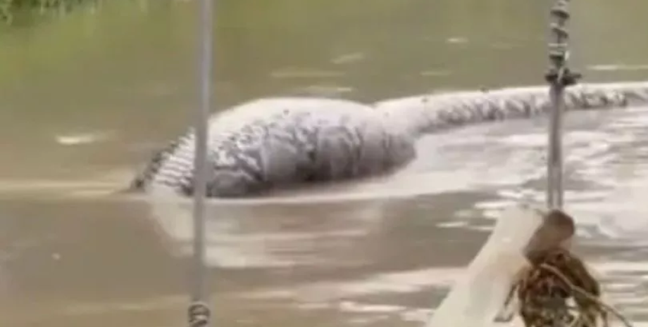 Огромный питон, огромная змея, паводок Огромный питон, огромная змея, паводок, ИИ, питон посреди улицы, паводковые воды, змея напугала людей, раненный питон