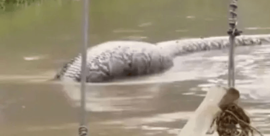 Величезний пітон, величезна змія, паводок, ШІ, пітон посеред вулиці, паводкові води, змія налякала людей, поранений пітон