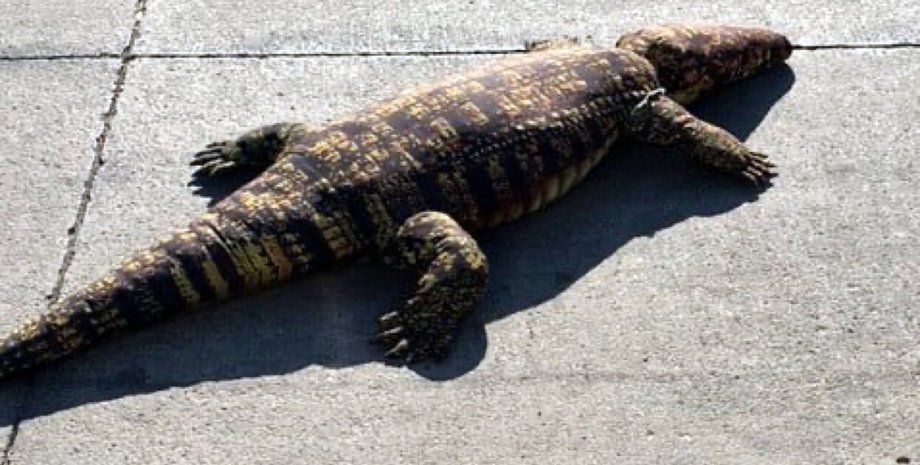 крокодил, животные, игрушки, рептилии