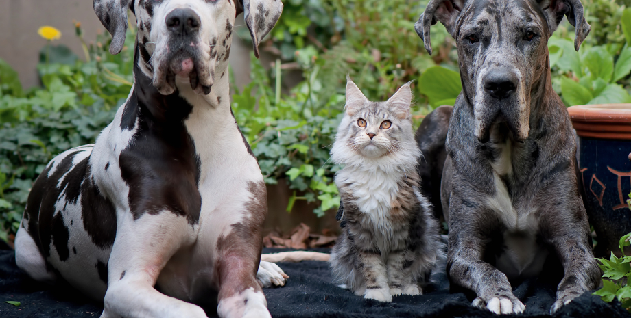 Мейн-кун, собаки, собака, коти, кішки, доброзичливі породи котів, які коти ладнають із собаками, які коти живуть із собаками, які коти ладнають із собаками