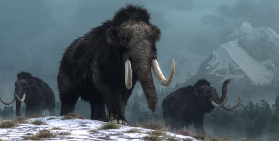 мамонты, Земля, природа, люди, Homo sapiens