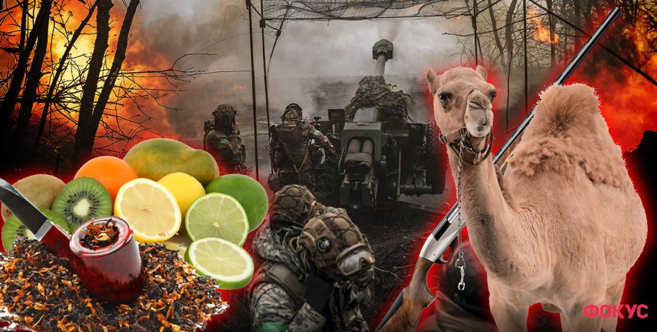 верблюди, цитрусові, війна в Україні