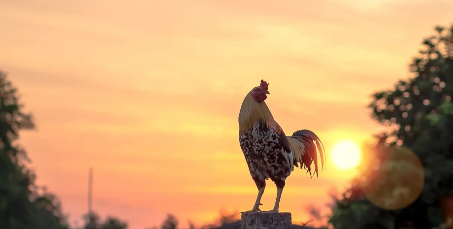 Ученые назвали причину, по которой петухи кукареают по утрам петух, кукарекание петуха, петух кукарекание