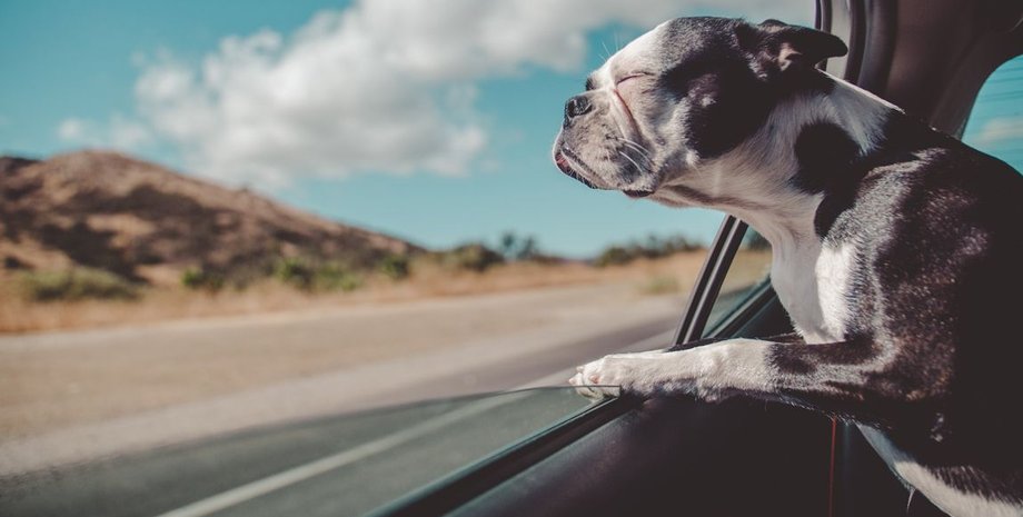 собака, машина, небо, дорога, фото