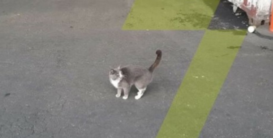 контейнер, кот, кошка, Одесса, Израиль