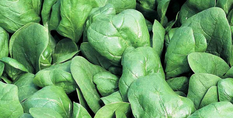 шпинат, нанобионика, фото, исследования, новые свойства