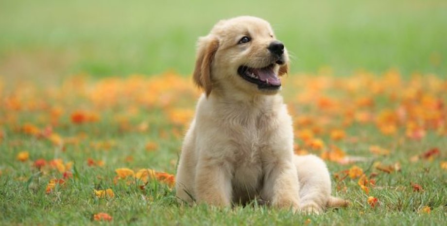 щенок, трава, фото