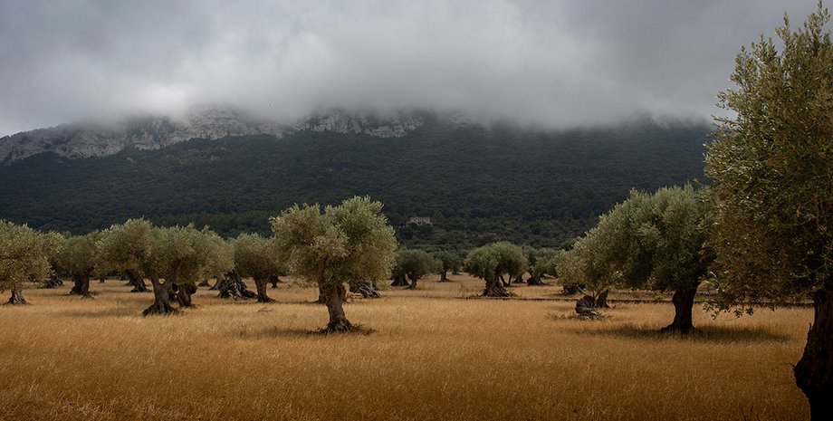 олива, оливковые деревья, листья оливы