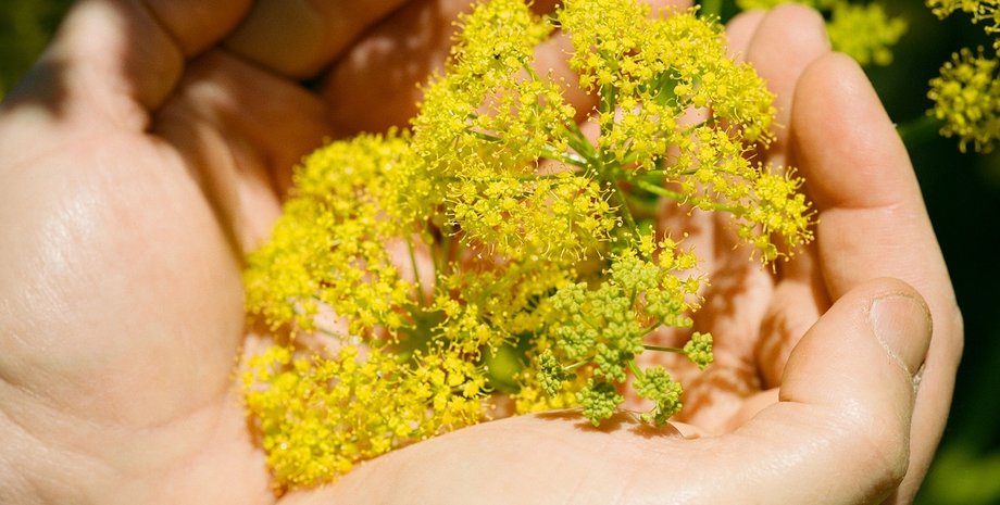 сильфий, растение