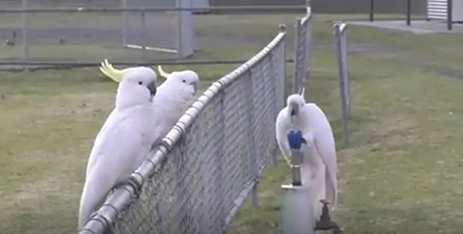 поведение какаду