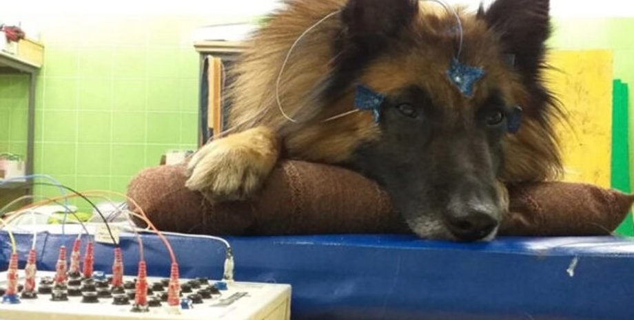 собаки, сон, сон собак