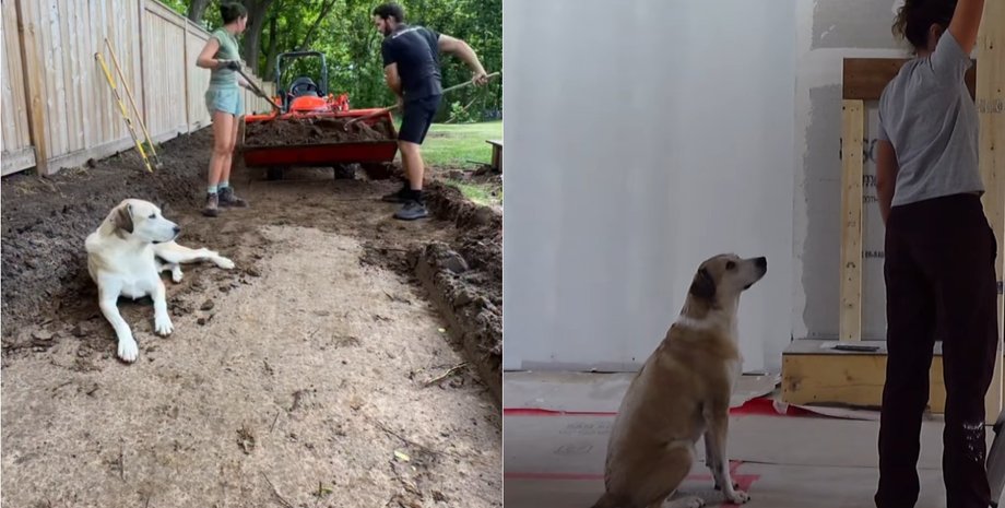 Собака по кличке Экли везде следует за хозяевами во время ремонта и следит за всем